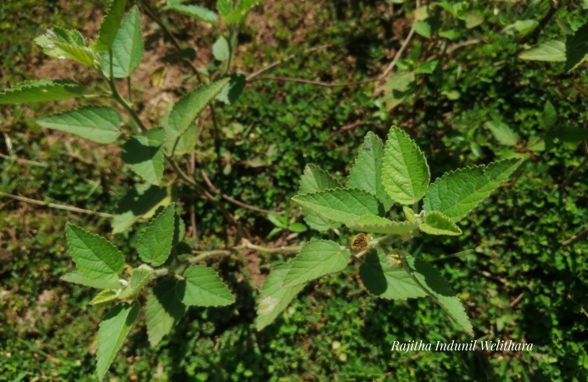 Sida cordifolia L.